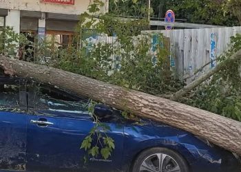 ძლიერი ქარის შედეგად დიღომში დღეს ავტომობილს ხე დაეცა