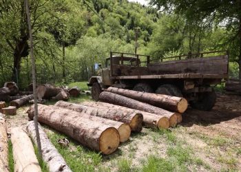 ეროვნული სატყეო სააგენტოს თანამშრომლებმა მაისში სამართალდარღვევის 56 ფაქტი გამოავლინეს