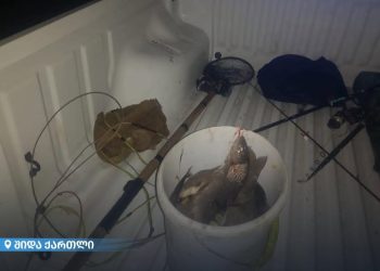 გარემოსდაცვითი ზედამხედველობის დეპარტამენტმა ქარელში ბრაკონიერობის ფაქტი გამოავლინა