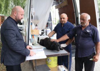 რეგიონებში პატრონიან ძაღლებს სტერილიზაცია და ჩიპირება უფასოდ უტარდებათ